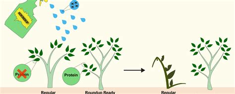 Why Roundup Ready Crops Have Lost Their Allure Science In The News