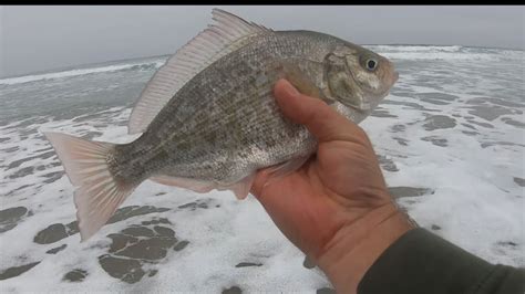 Surf Fishing Oregon Coast In The Fall Youtube