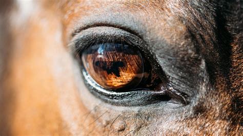 Horse Eye Squinting at Kristen Valencia blog