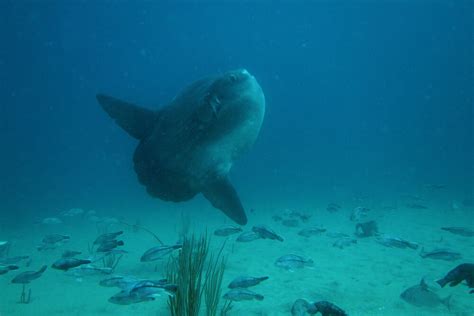 Best Mola Mola Diving 7 Spots To Find The Largest Bony Fish In The