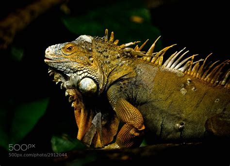 The yellow iguana by Farida Elhessy / 500px