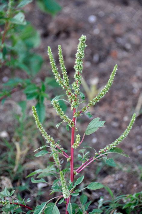 Amaranthus Palmeri Palmer Amaranth