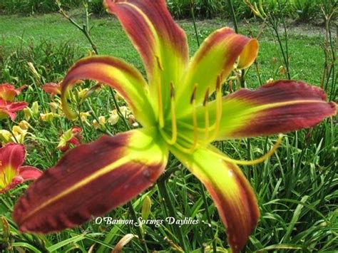 Daylily Hemerocallis Royal Curls In The Daylilies Database Garden Org