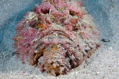 The Oceans Most Venomous Fish - Reef Stonefish | Siladen Resort & Spa in Bunaken, North Sulawesi ...