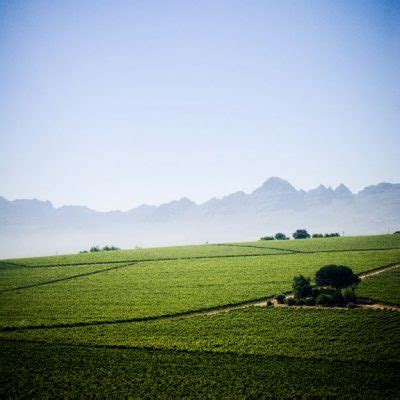 South African Wine And Its History | Wine in the Cape