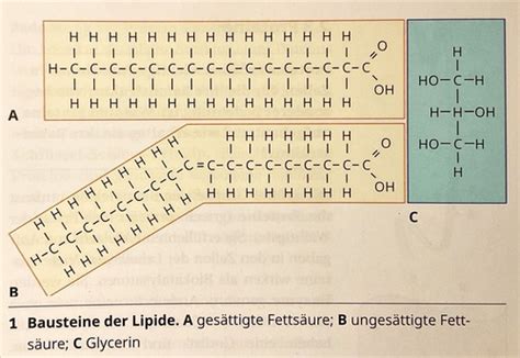 Lipide Karteikarten Quizlet