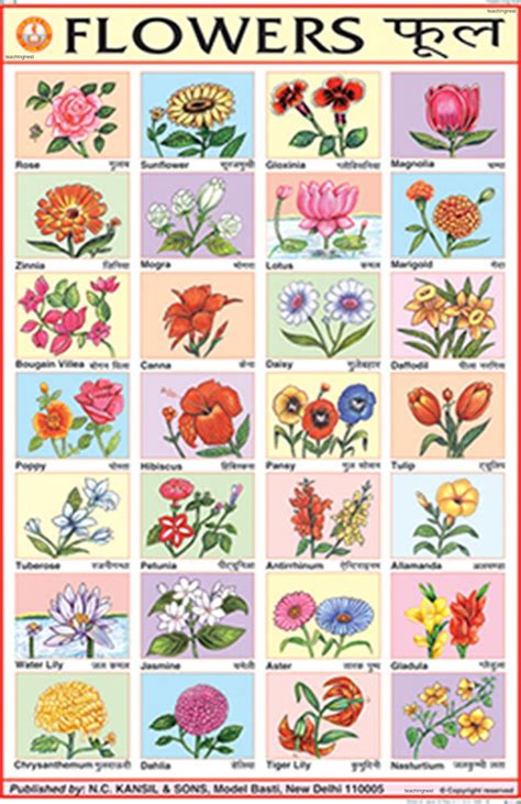 Buy Cc08 Teachingnest Flowers Chart 50x75cm Charts For Children