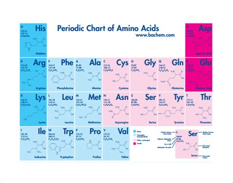 Free 15 Sample Amino Acid Chart Templates In Ms Word Pdf