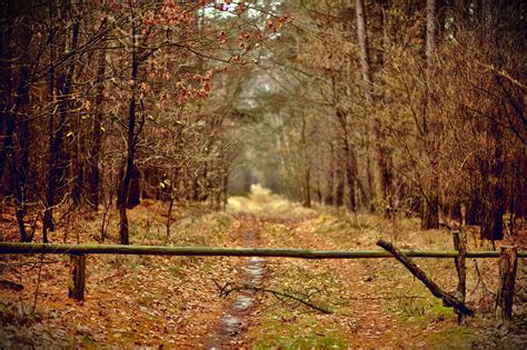 Free Images Tree Nature Forest Wilderness Branch Winter