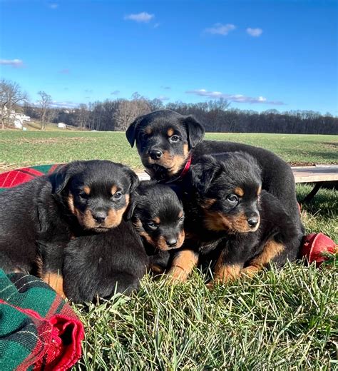 sharp ridge rottweilers 1