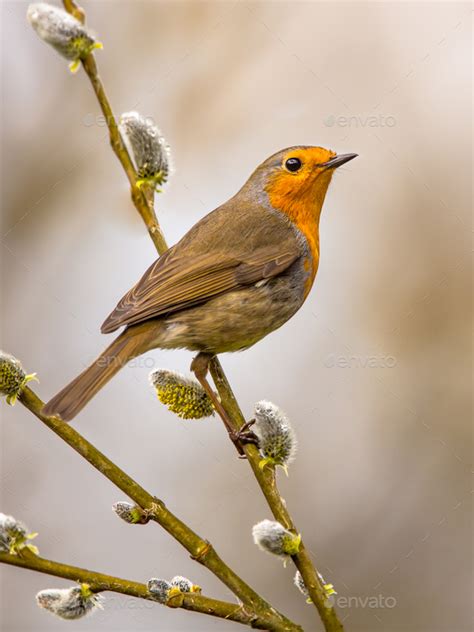 Robin On Pussy Willow Stock Photo By CreativeNature Nl PhotoDune