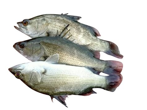 Sea Bass Wholesale Price And Mandi Rate For Sea Bass In India