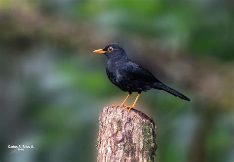 Turdus Serranus Nombre N Zorzal Negro Mirla Negra M Flickr