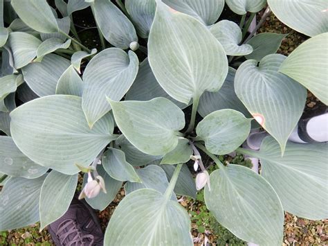 Hosta Devon Mist Stafford Lake