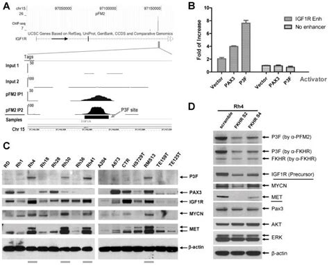 Genome Wide Identification Of PAX3 FKHR Binding Sites In