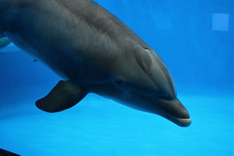 dolphin sea images pixabay