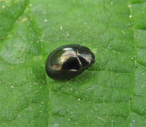 Celery Leaf Beetle Gedling Conservation Trust Nottingham