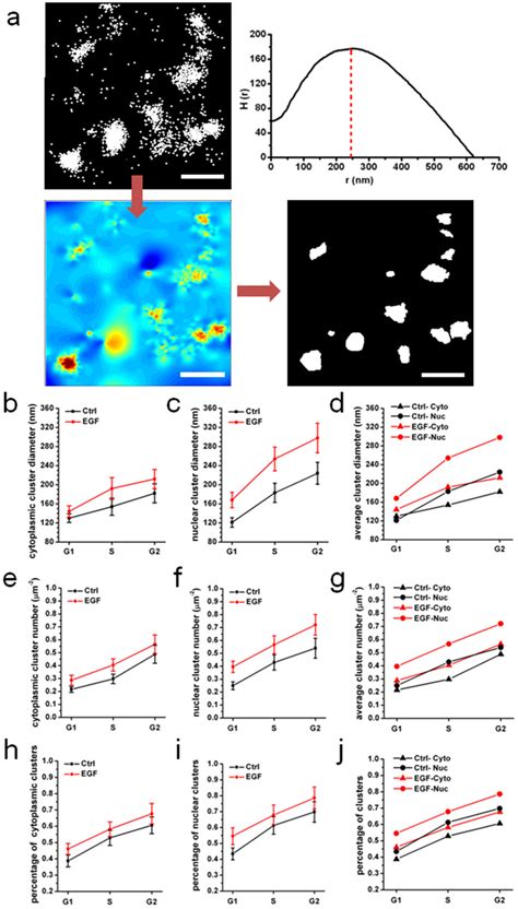 Clustering Analysis By Ripleys K Function At The Different Cell Cycle