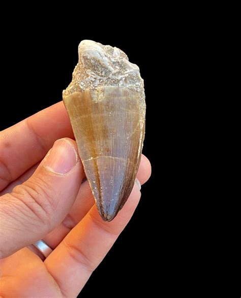 Great Mosasaurus Tooth In Its Root From Morocco Fossilized Dino Tooth