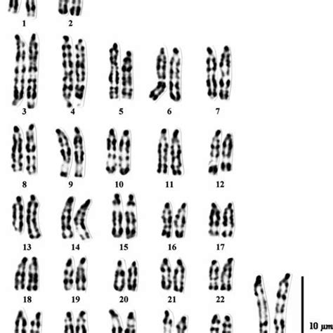 Chromosome arms identi¢ed in relation to cattle or goat chromosomes or ...