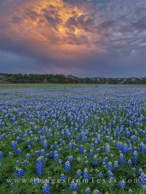 Bluebonnet Storm In Spring Rob Greebon Photography