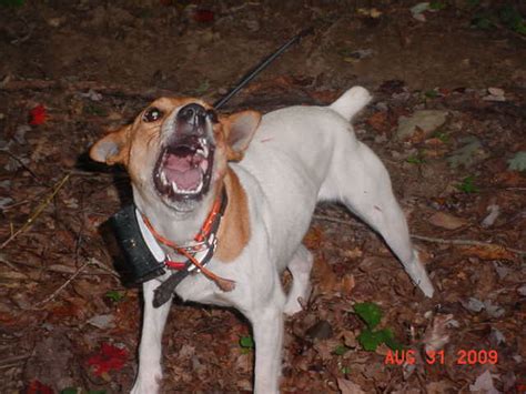 Bucklet Mountain Feist Squirrel Dog Flickr Photo Sharing