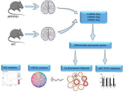 Identifying LncRNAmiRNAmRNA Networks To Investigate Alzheimers