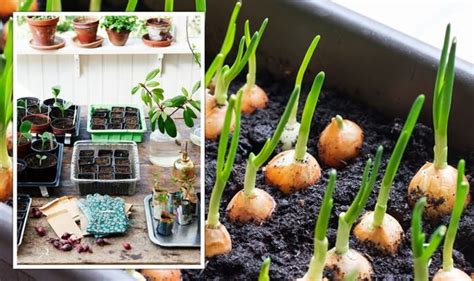 When to plant onion seeds - a guide to homegrown onions | Express.co.uk