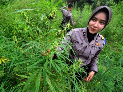 Operasi Ladang Ganja Aceh Antara Foto