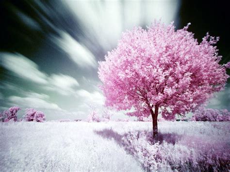 Pink Nature Wallpapers - Wallpaper Cave