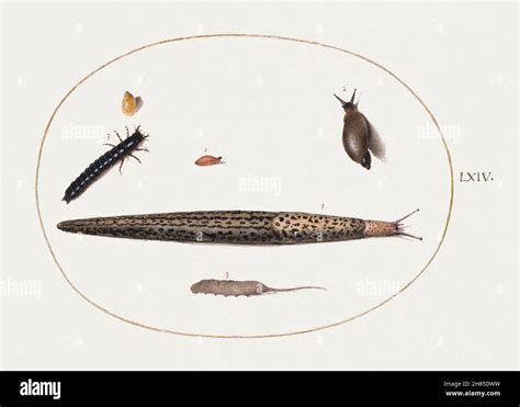 Leopard Slug Ground Beetle Larva Rat Tailed Maggot And Other