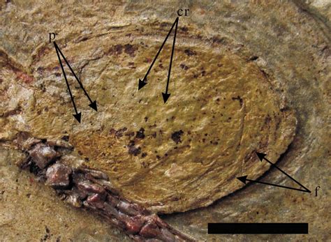 A 160 Million Year Old Pterosaur And Its Egg Are Discovered The New