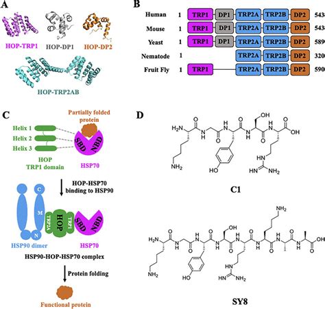 The Structure Regulation Mechanism And Small Molecules Targeting