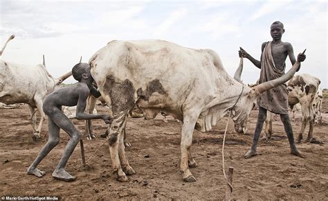 The South Sudanese Tribe Who Use Cows As Currency Hot Lifestyle News