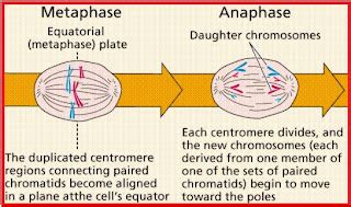 Biologi Gonzaga Skema Mitosis 10179 The Best Porn Website