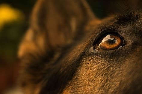 Can Dogs Cry Like Humans Do? A Breakthrough Study Says Yes - PetHelpful