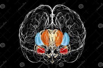 Brain Dorsal Striatum Anatomy, 3D Illustration Stock Illustration ...