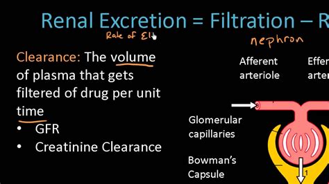 Renal Excretion Of Drugs Pharmacokinetics Lect Youtube