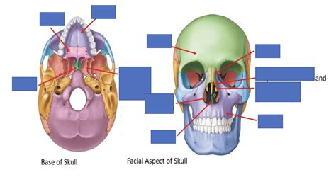 Skeletal Elements Of Nasal Cavity Nasal Septum And Paranasal Air