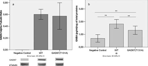 Average Amount Of Gad67 Protein And Gaba Production A Densitometric Download Scientific