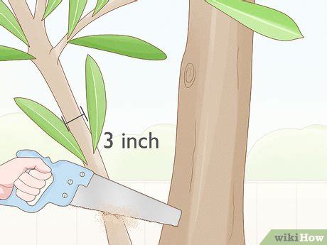 How to Prune an Olive Tree (Plus: When & How Often to Do It)