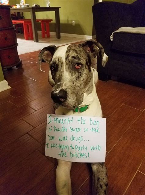 Great Dane Dog Shame Funny Cat Fails Funny Cats And Dogs Funny Cat