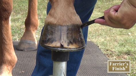 Treating And Preventing Hoof Cracks YouTube