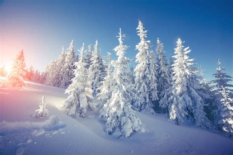 Majestic Winter Landscape Stock Photo Image Of Celebration 80397520