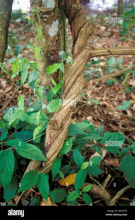 Pucallpa Ayahuasca Banque De Photographies Et Dimages Haute