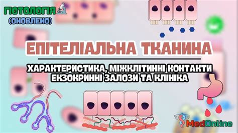Гістологія | Епітеліальна Тканина - YouTube