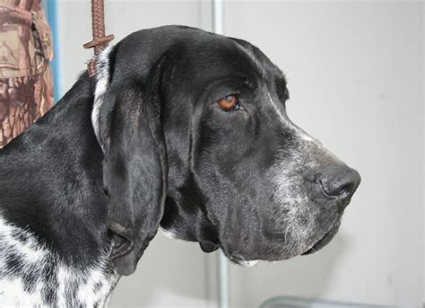 Braque d’Auvergne – Dog Breed Information and Pictures | Livelife