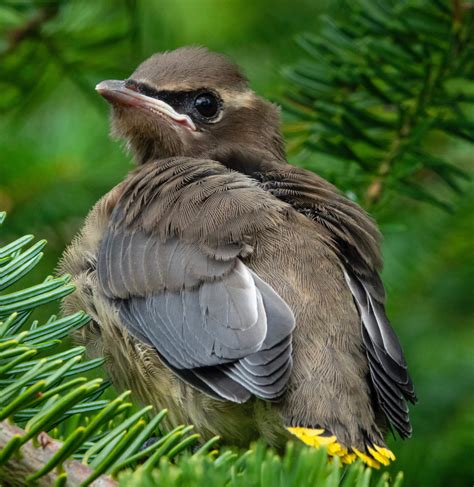 Cedar Waxwing