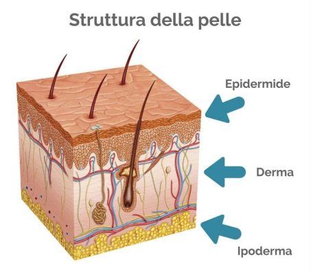 La Struttura Della Pelle E Le Sue Funzioni Lace Beauty