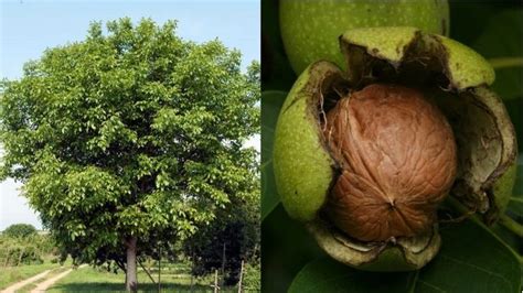 Druhy a odrody vlašských orechov (34 fotografií): Chandler, Sadko a ...